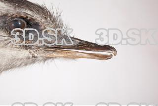 Emus head photo reference 0040